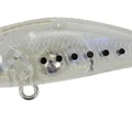 Anchovy Baby