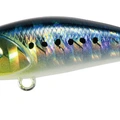 Sardine