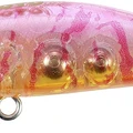 Sakura Shrimp