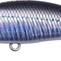 Real Anchovy