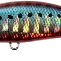 Red Sardine