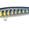 Sardine