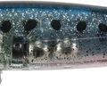 Sardine Spirit