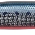 Sardine RB