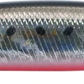 Sardine Noire RB