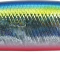 Okinawa Red Belly