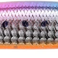 Sakura Sardine OB