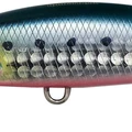 Sardine RB