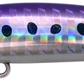 Sardine Glow Belly