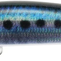 Real Sardine