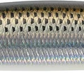 Flashy Mullet