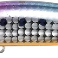 Sakura Sardine OB