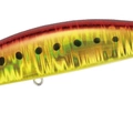 Red GoldSardine