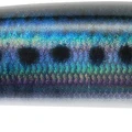 Real Sardine