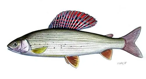Европейский хариус