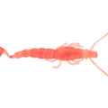 #206 Jelly Prawn