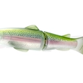 #12 Rainbow Trout