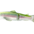 #12 Rainbow Trout
