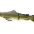 #13 Wild Carp