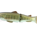 #17 Smallmouth