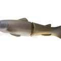 #18 Glitter Carp
