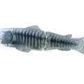#19Xray