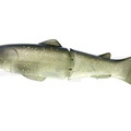 #22 Golden Shiner