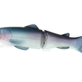 #24 Pro Blue Shiner