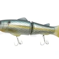 Sexy Carp
