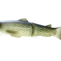 #01 Flash Carp