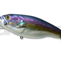 #75 American Shad
