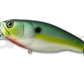 #76 Sexy Shad