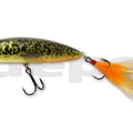 #17 Murray Cod