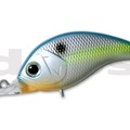 #16 Sexy Shad