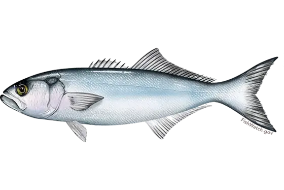 Bluefish