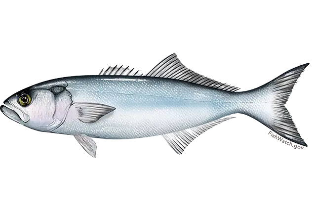 Blaufisch