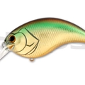 #06 Golden Shiner