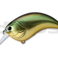 #12 Golden Shiner