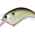 #18 Black Back Shad