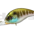 #30 Prism Gill
