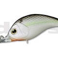 #36 Black Back Shad
