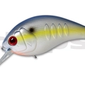 #16 Sexy Shad