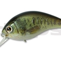 #36 Real Largemouth