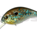 #42 Pumpkin Seed