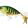 #02 Chart Gill Orange Belly