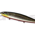 #37 Red Belly Shiner